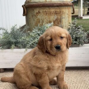 Flower Golden Retriever