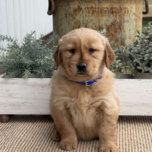 Fido Golden Retriever