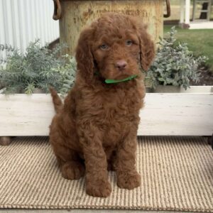 Max Goldendoodle