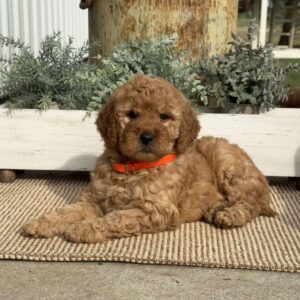 Minnie Goldendoodle