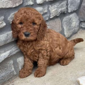 Marcy Goldendoodle