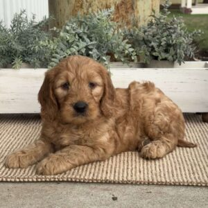 Mack Goldendoodle