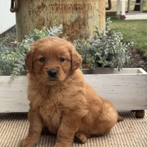 Nora Golden Retriever