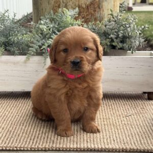 Nessie Golden Retriever