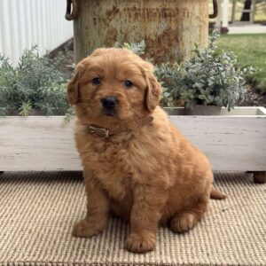 Nellie Golden Retriever