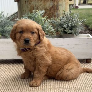 Nitro Golden Retriever