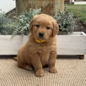 Norma Golden Retriever