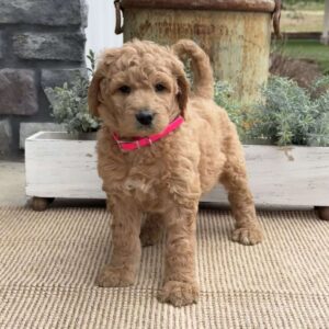 Roxy Goldendoodle