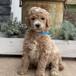Ritchie Goldendoodle
