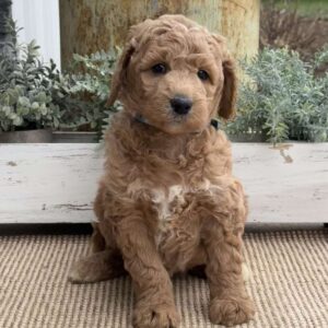 Ruby Goldendoodle