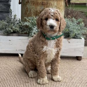 Rocky Goldendoodle
