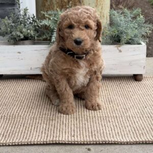 River Goldendoodle