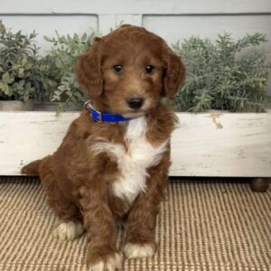 Tyson Goldendoodle