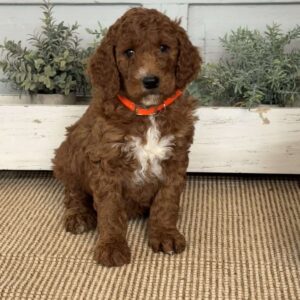 Tessa Goldendoodle