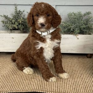 Twinkle Goldendoodle