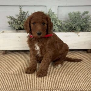 Tulip Goldendoodle