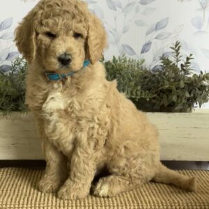 Lance Goldendoodle