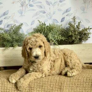 Lionel Goldendoodle
