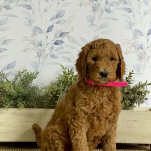 Lillian Goldendoodle