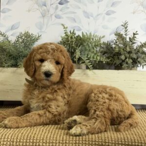 Layla Goldendoodle