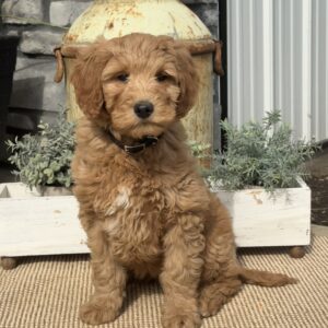 Lucy Goldendoodle
