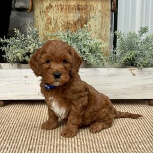 Honeybear Mini Goldendoodle