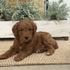 Hogan Mini Goldendoodle