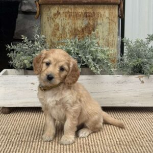 Harmony Mini Goldendoodle