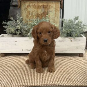 Huckleberry Mini Goldendoodle