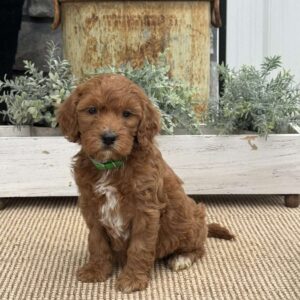 Heaven Mini Goldendoodle