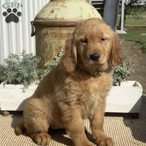 Faith Golden Retriever