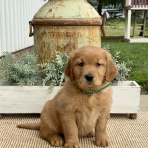 GiGi Golden Retriever