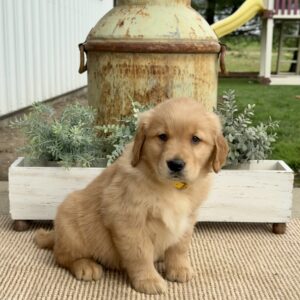 Ginny Golden Retriever