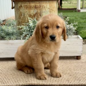 Gage Golden Retriever
