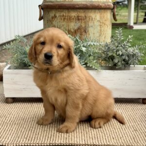 Gail Golden Retreiver