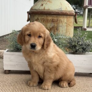 Grant Golden Retriever