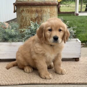Greg Golden Retriever