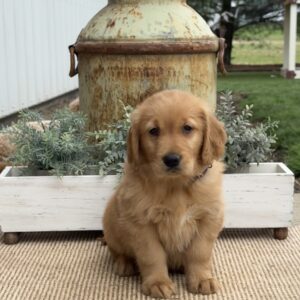 Gavin Golden Retriever