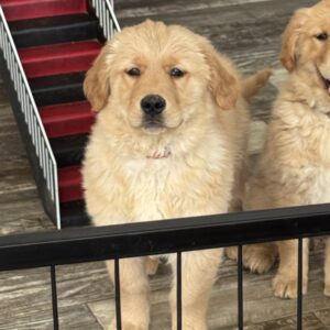 Peanut Golden Retriever