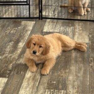 Annie Golden Retriever