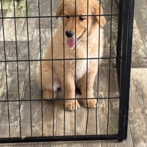 Penny Golden Retriever