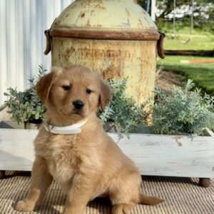 Thelma Golden Retriever