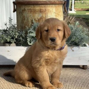 Timmy Golden Retriever
