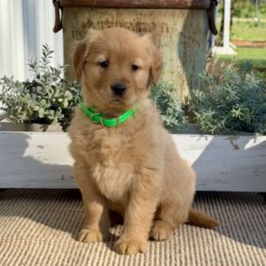 Tessa Golden Retriever