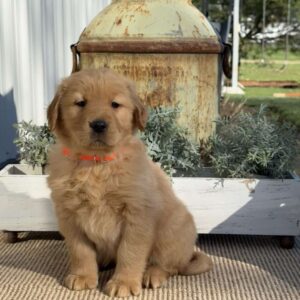 Tank Golden Retriever