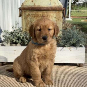 Tasha Golden Retriever