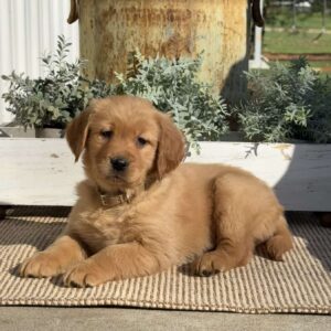 Tallulah Golden Retriever