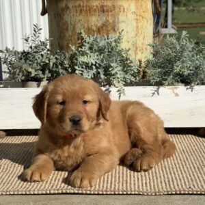Tucker Golden Retriever