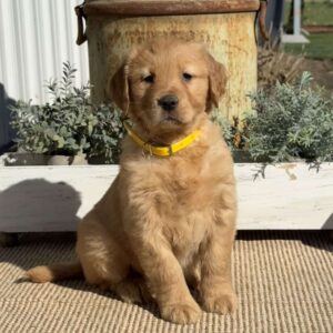 Tabitha Golden Retriever