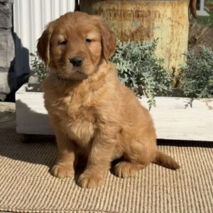 Tex Golden Retriever